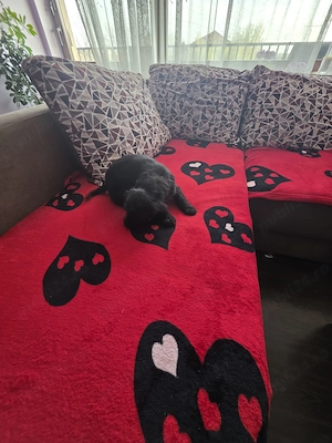 Pui Cocker Spaniel (2 luni si 2 Saptamani ) fetita-neagra  - imagine 2