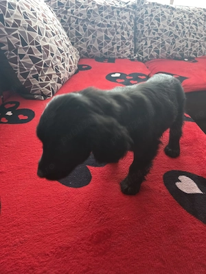 Pui Cocker Spaniel (2 luni si 2 Saptamani ) fetita-neagra  - imagine 5