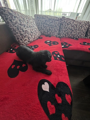 Pui Cocker Spaniel (2 luni si 2 Saptamani ) fetita-neagra  - imagine 3