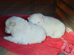 Masculi Chow Chow Alb de Vanzare - imagine 3