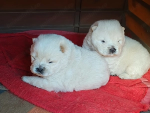 Masculi Chow Chow Alb de Vanzare