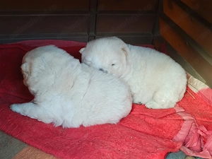 Masculi Chow Chow Alb de Vanzare - imagine 4