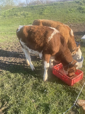 Schimb vitel pe o vitea  - imagine 2