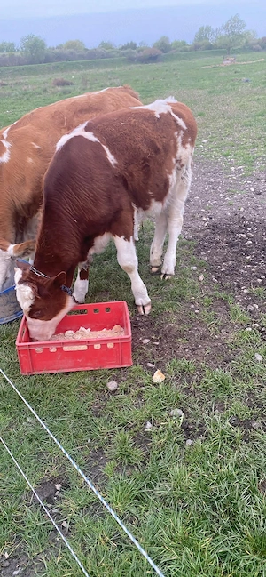 Schimb vitel pe o vitea  - imagine 4