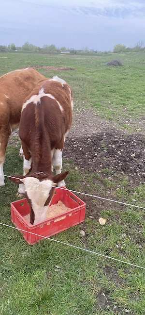 Schimb vitel pe o vitea  - imagine 3