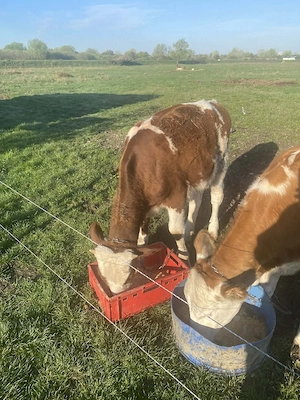 Schimb vitel pe o vitea 