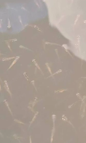 larve crap fitofag cteno amur novac ten