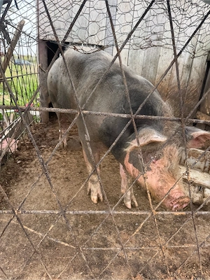 porc de vanzare bengesti ciocadia - imagine 4