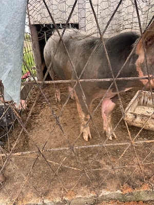 porc de vanzare bengesti ciocadia - imagine 2