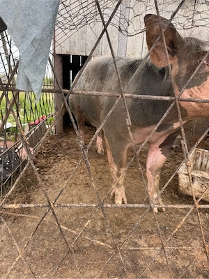 porc de vanzare bengesti ciocadia - imagine 3