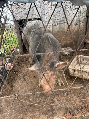 porc de vanzare bengesti ciocadia