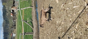 Tap și ieduță de vânzare  - imagine 5