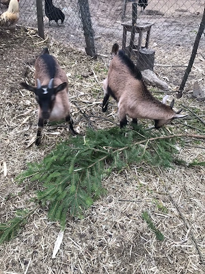 Tap și ieduță de vânzare  - imagine 2