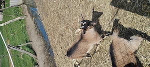 Tap și ieduță de vânzare  - imagine 4