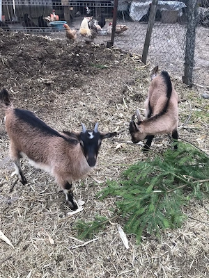 Tap și ieduță de vânzare  - imagine 3