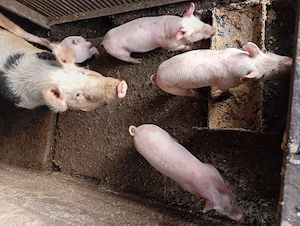 Purcei de vânzare  - imagine 2