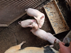 Purcei de vânzare  - imagine 3