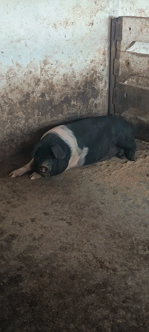 Vand grăsuni pret la telefon 