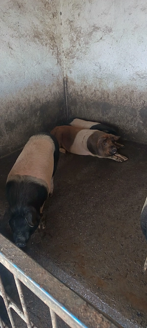 Vand grăsuni pret la telefon  - imagine 4