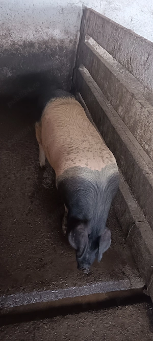 Vand grăsuni pret la telefon  - imagine 2