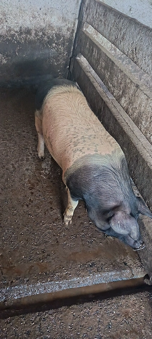 Vand grăsuni pret la telefon  - imagine 3