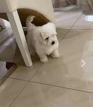 Bichon maltez vaccinati
