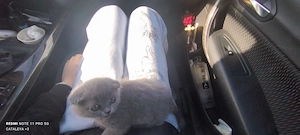 Schottis fold - imagine 4