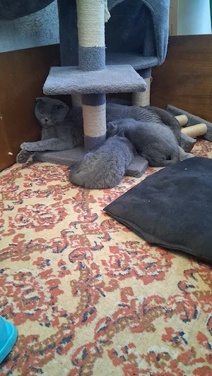 Schottis fold - imagine 5