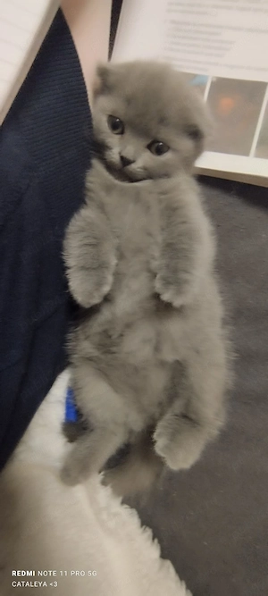 Schottis fold - imagine 2