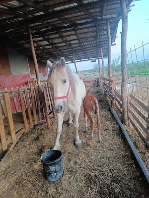 vand iapa cu manza fatata de o săptămână  - imagine 2