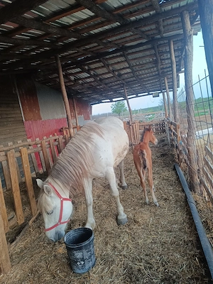 vand iapa cu manza fatata de o săptămână  - imagine 3