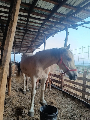 vand iapa cu manza fatata de o săptămână 