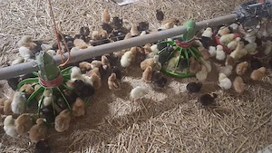 pui si rate de vânzare sunați-mă la  