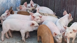 purcei porci soldani 50-60-70-80-90 la 250 kg