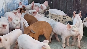 purcei porci soldani 50-60-70-80-90 la 250 kg - imagine 2