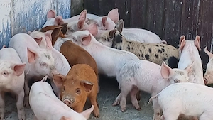 purcei porci soldani 50-60-70-80-90 la 250 kg - imagine 9