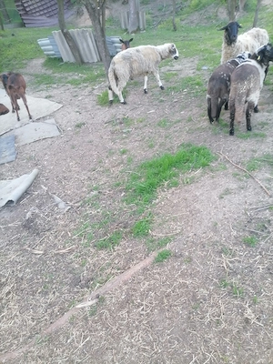 Berbec de 1 an și 3 lui