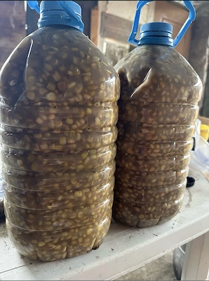 porumb fermentat ( pentru pescuit , nadit)