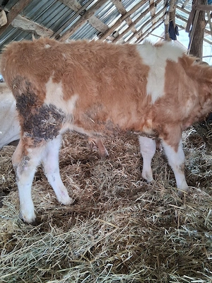 vand vitei baltati - imagine 2