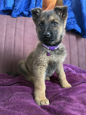 Pui EXCEPȚIONALI   Ciobănesc German linie de lucru x Belgian | Inteligenți & protectivi - imagine 2