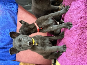 Pui EXCEPȚIONALI   Ciobănesc German linie de lucru x Belgian | Inteligenți & protectivi - imagine 4