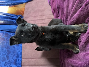 Pui EXCEPȚIONALI   Ciobănesc German linie de lucru x Belgian | Inteligenți & protectivi - imagine 3