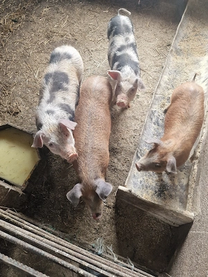 soldani si purcei si o scroafa - imagine 4