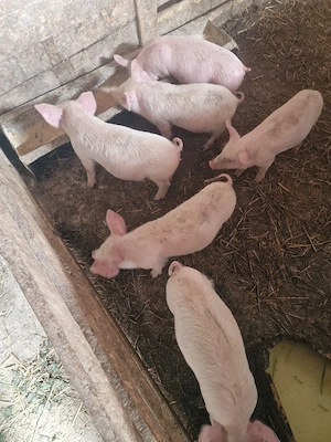 soldani si purcei si o scroafa - imagine 2