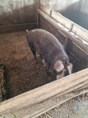 soldani si purcei si o scroafa - imagine 3