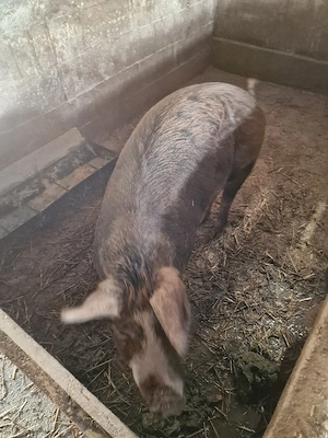 soldani si purcei si o scroafa