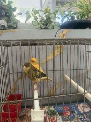 Canari de vînzare inelați, pui de anul ăsta din ianuarie și februarie. 