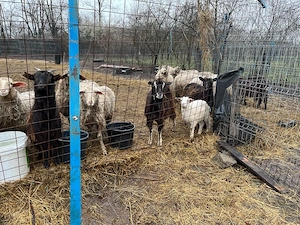 Capre de vanzare - imagine 5