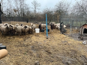 Capre de vanzare - imagine 4