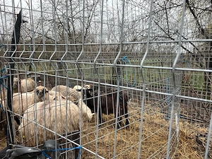 Capre de vanzare - imagine 2